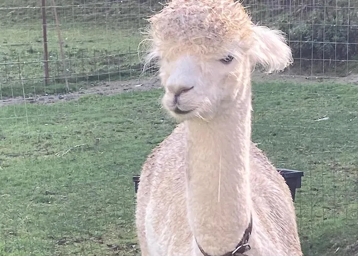 Le Petit Abri 3* Champoluc