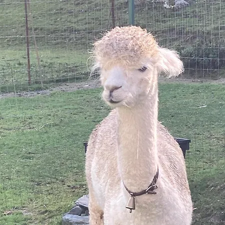 Le Petit Abri 3* Champoluc